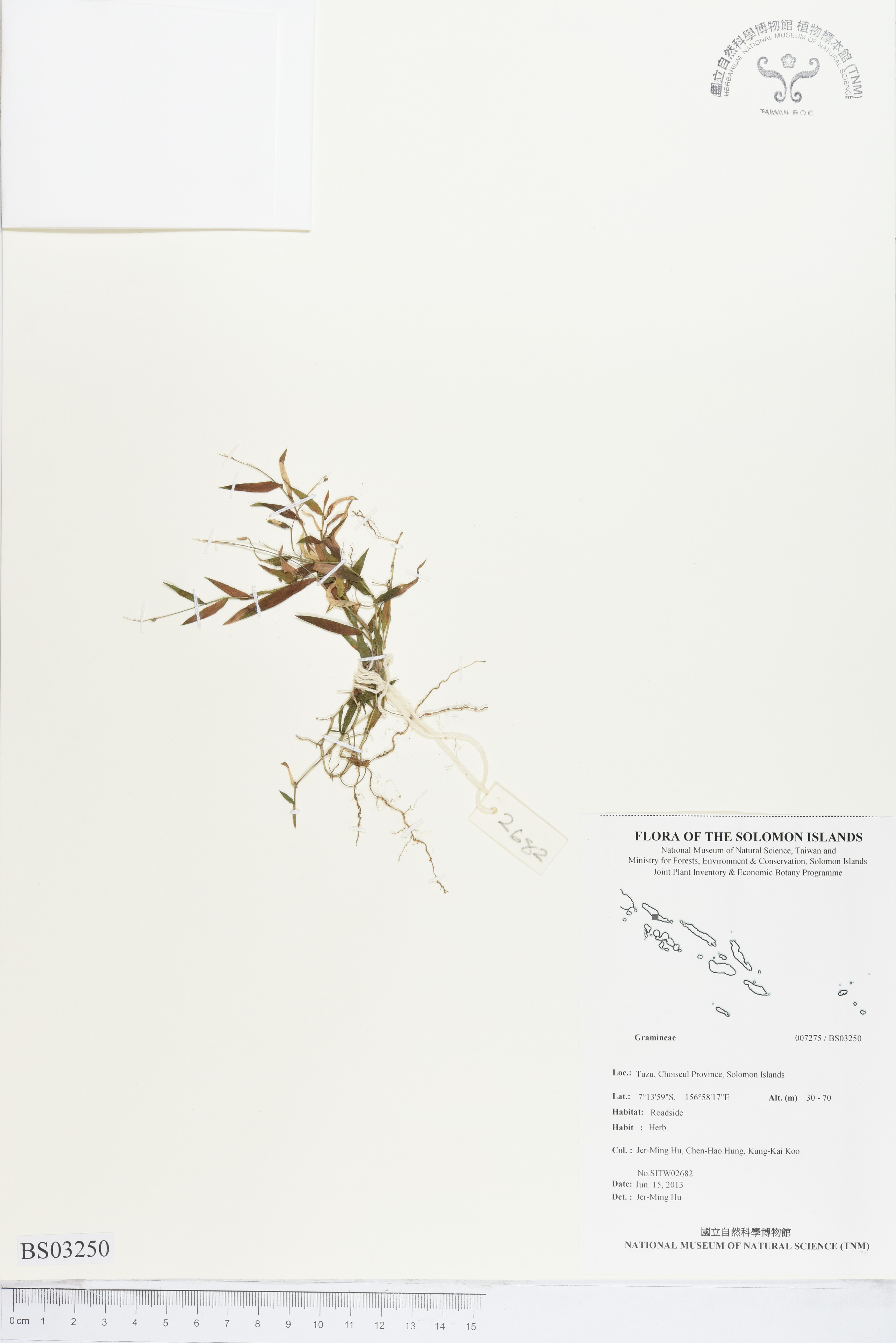 Specimen Unknown Flora of Solomon Islands