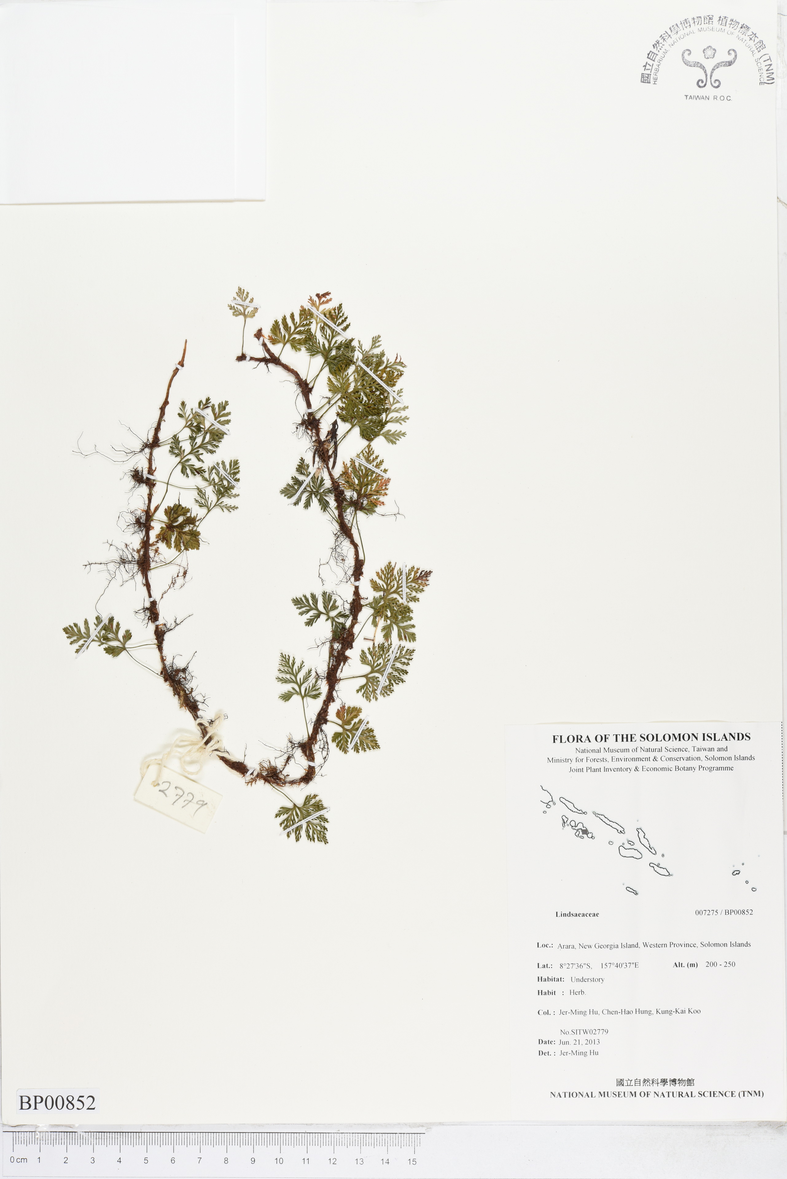 Specimen Unknown Flora of Solomon Islands