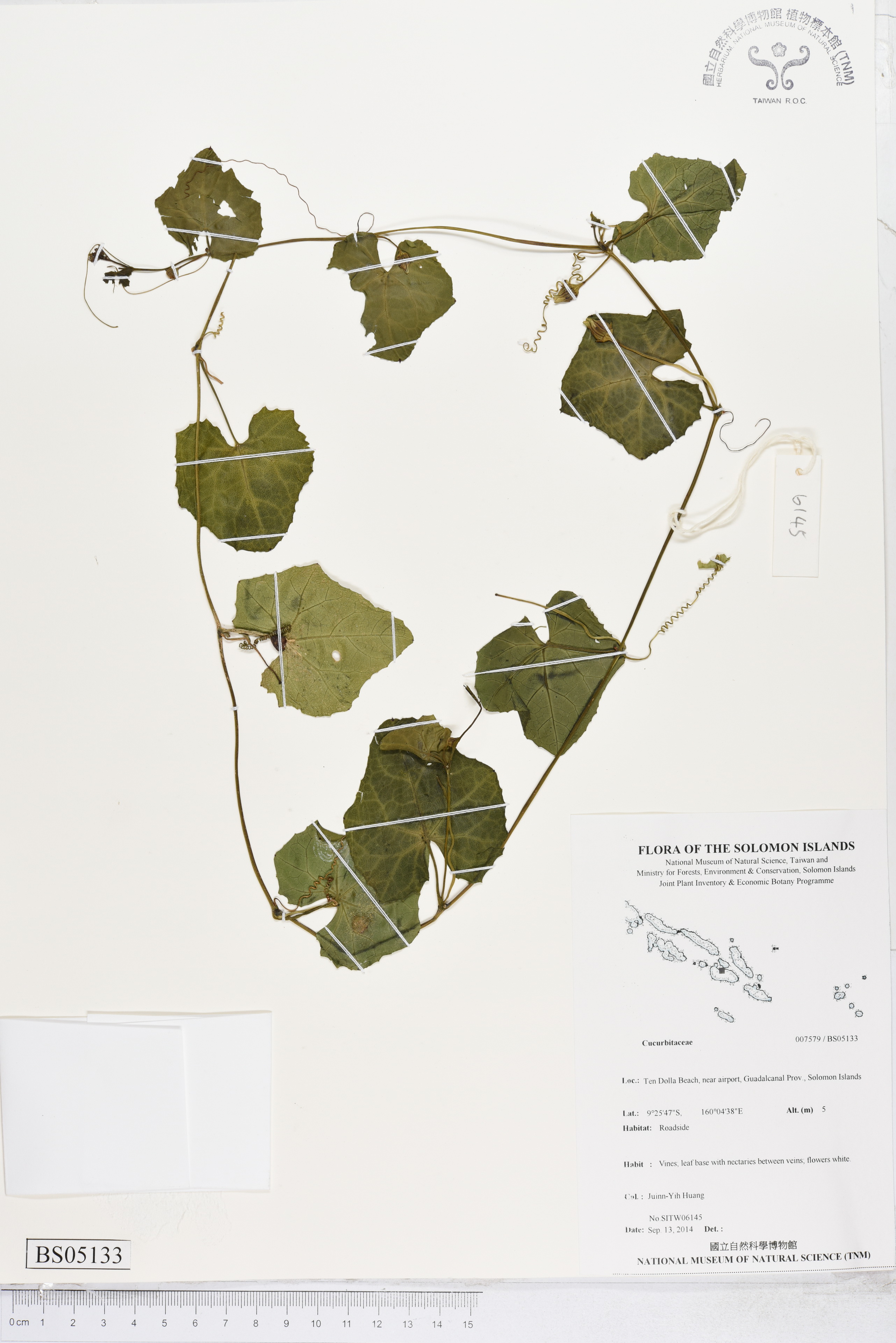 Specimen Unknown Flora of Solomon Islands
