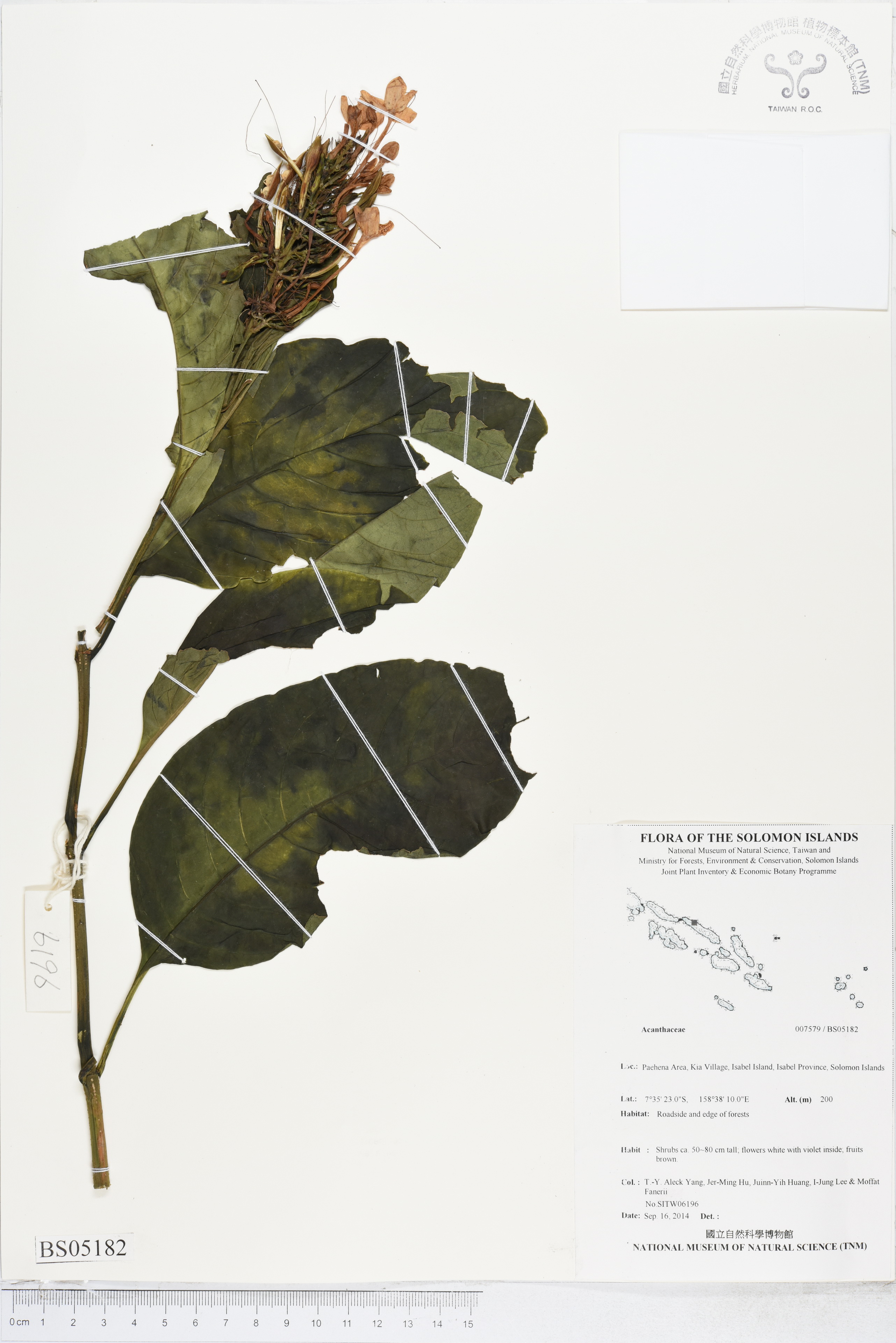 Specimen Unknown Flora of Solomon Islands