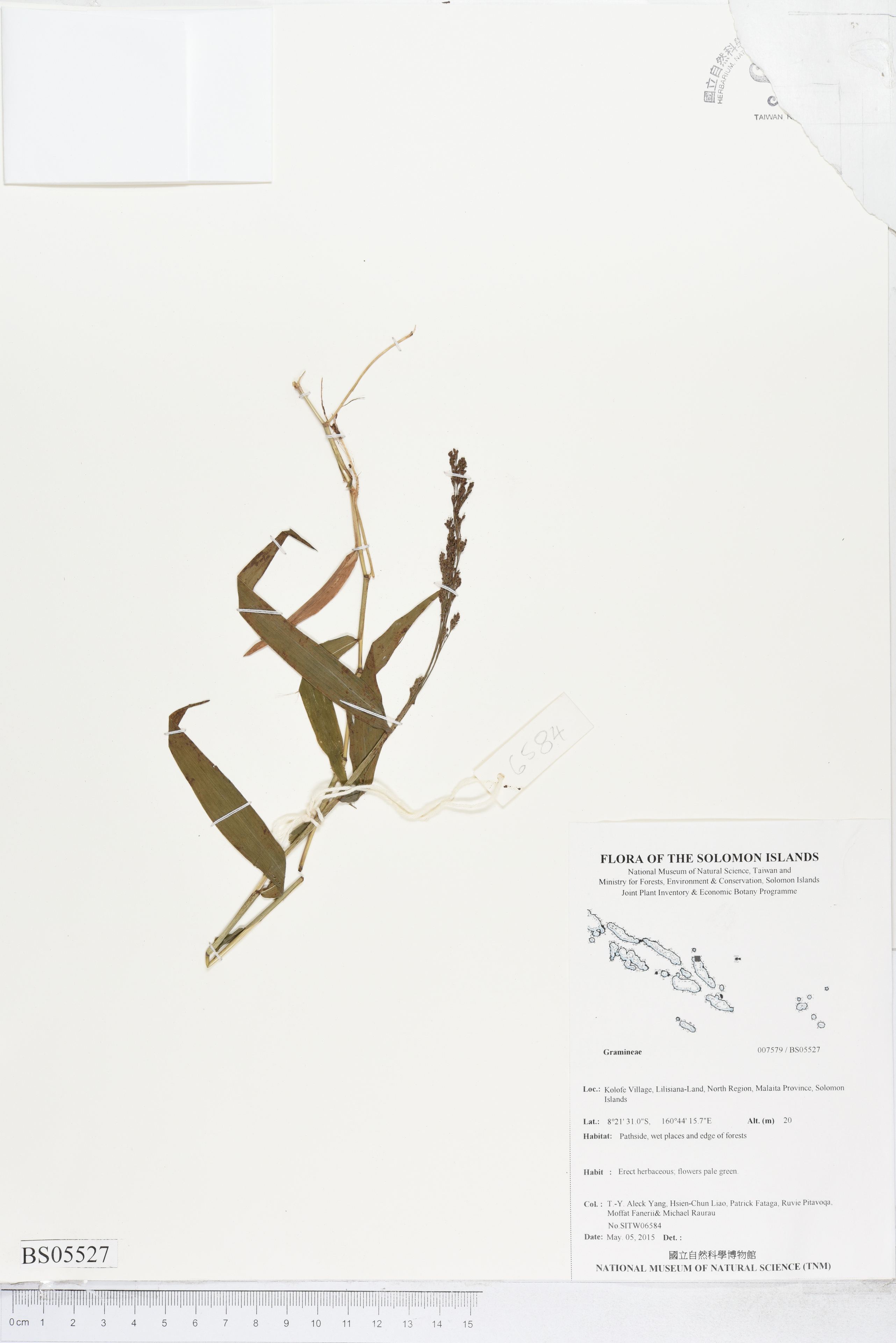 Specimen Unknown Flora of Solomon Islands