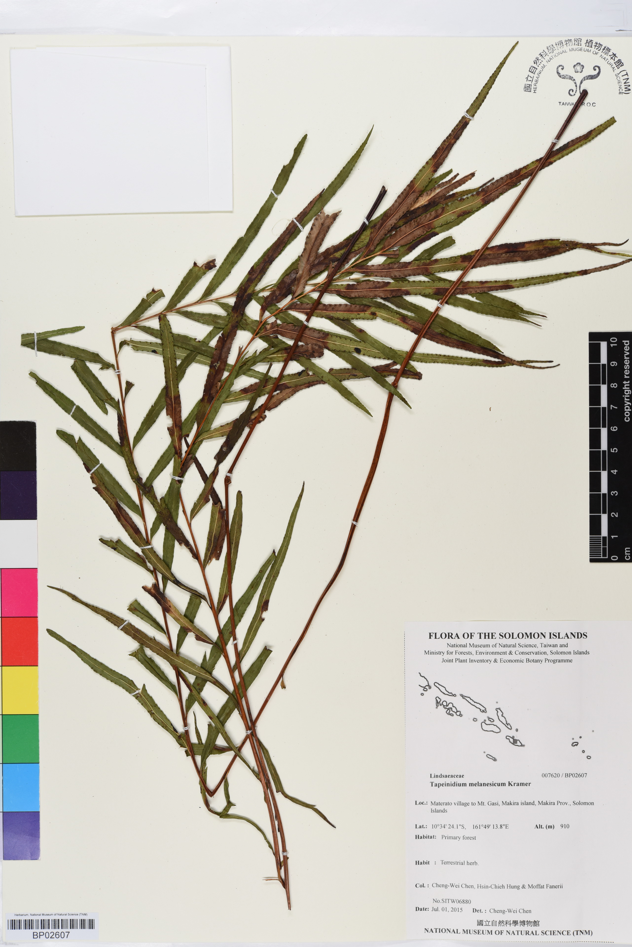 Specimen Tapeinidium melanesicum Kramer Flora of Solomon Islands