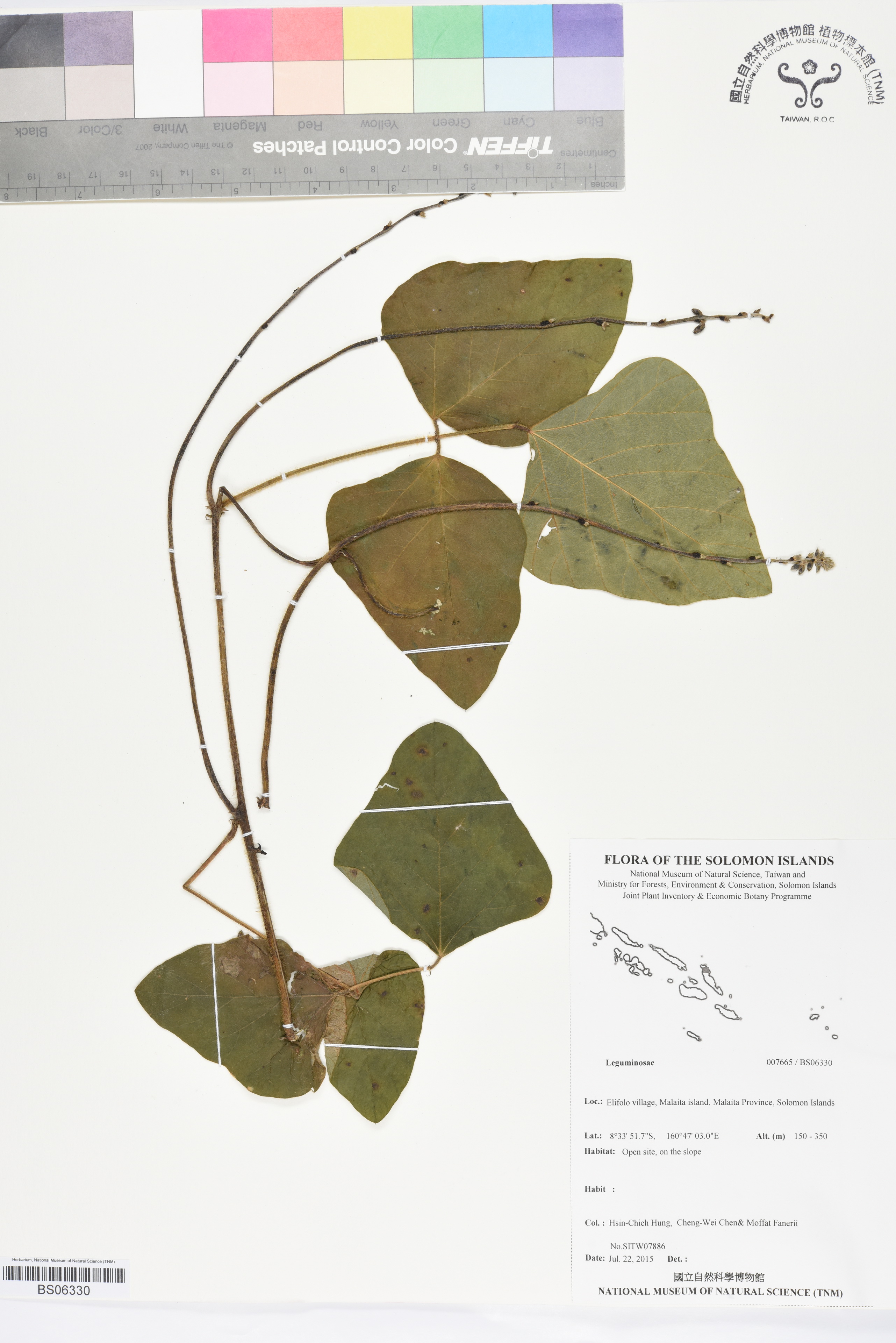 Specimen Unknown Flora of Solomon Islands