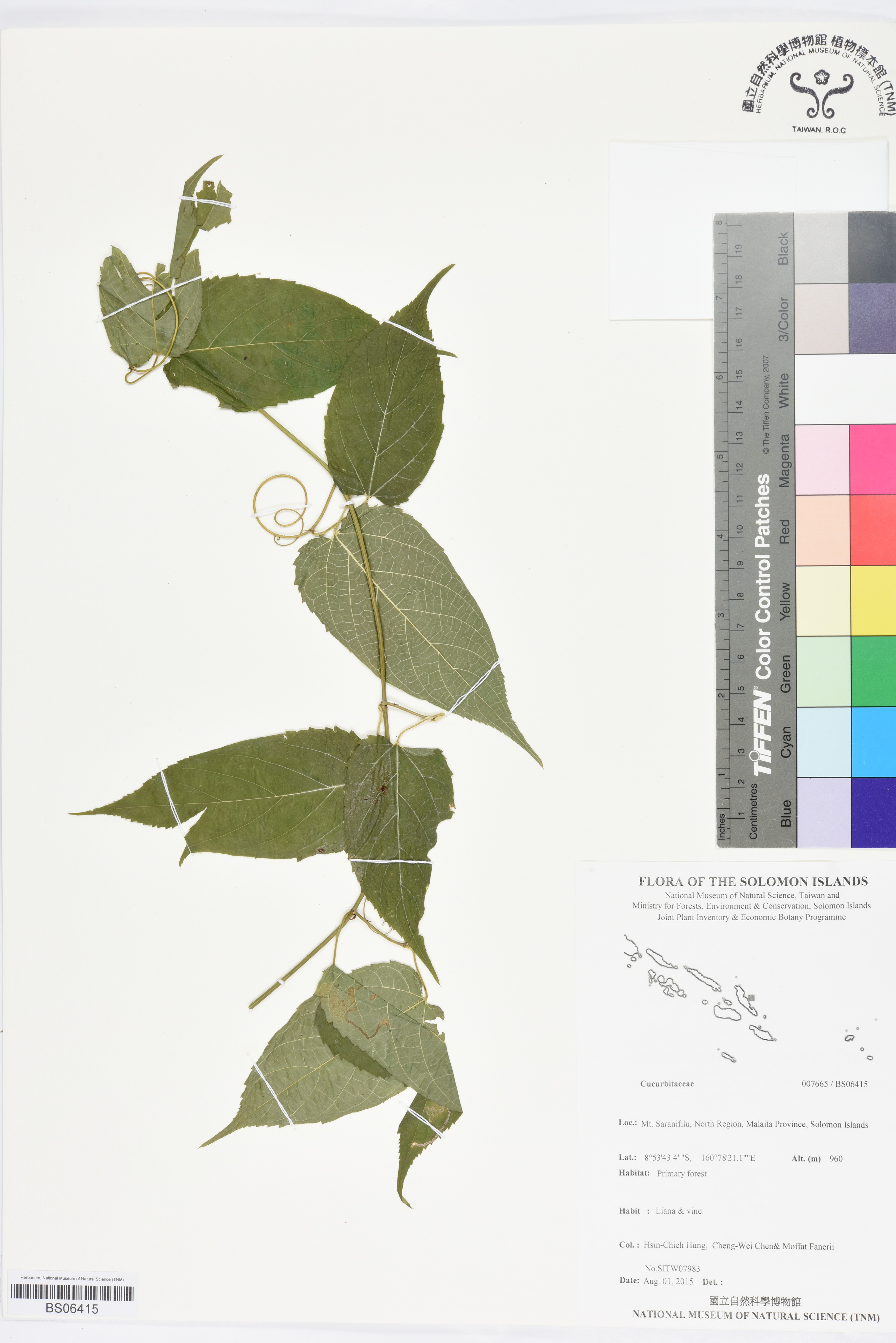 Specimen Unknown Flora of Solomon Islands