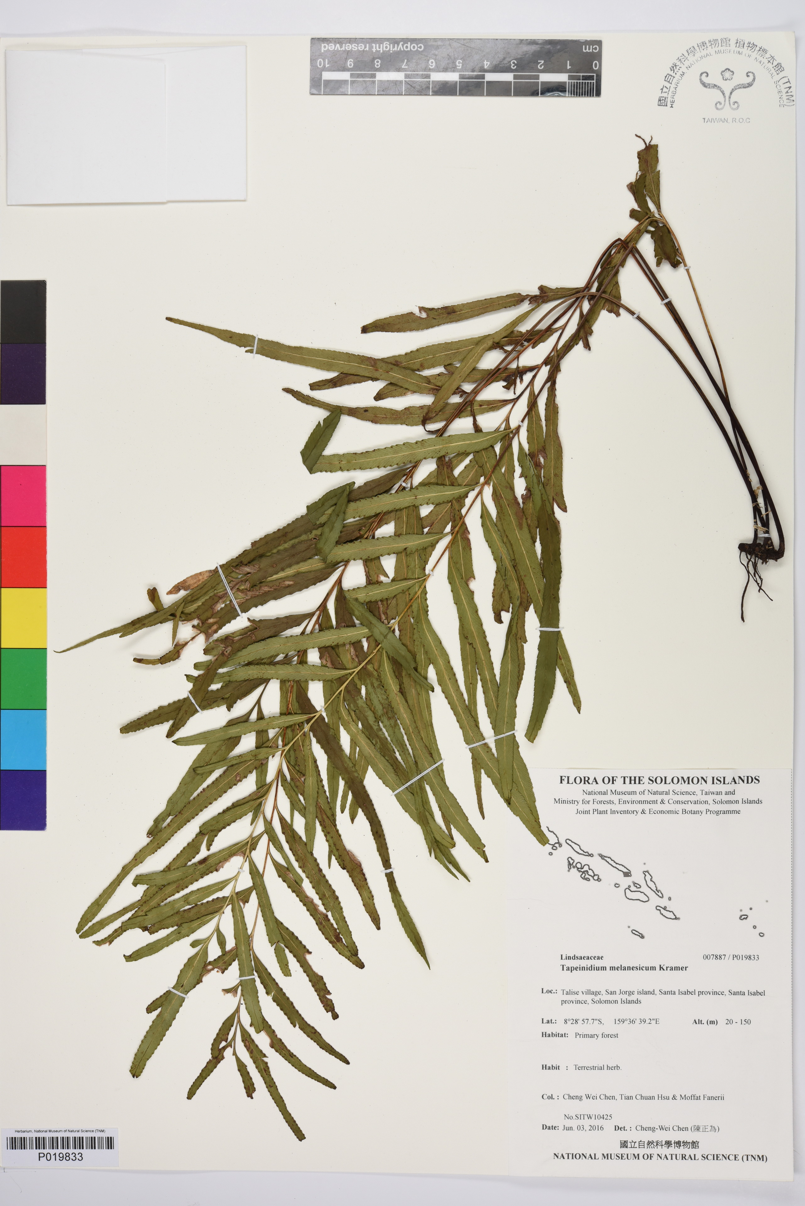 Specimen Tapeinidium melanesicum Kramer Flora of Solomon Islands