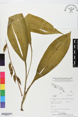 Specimen: Calanthe sp. - Flora of Solomon Islands