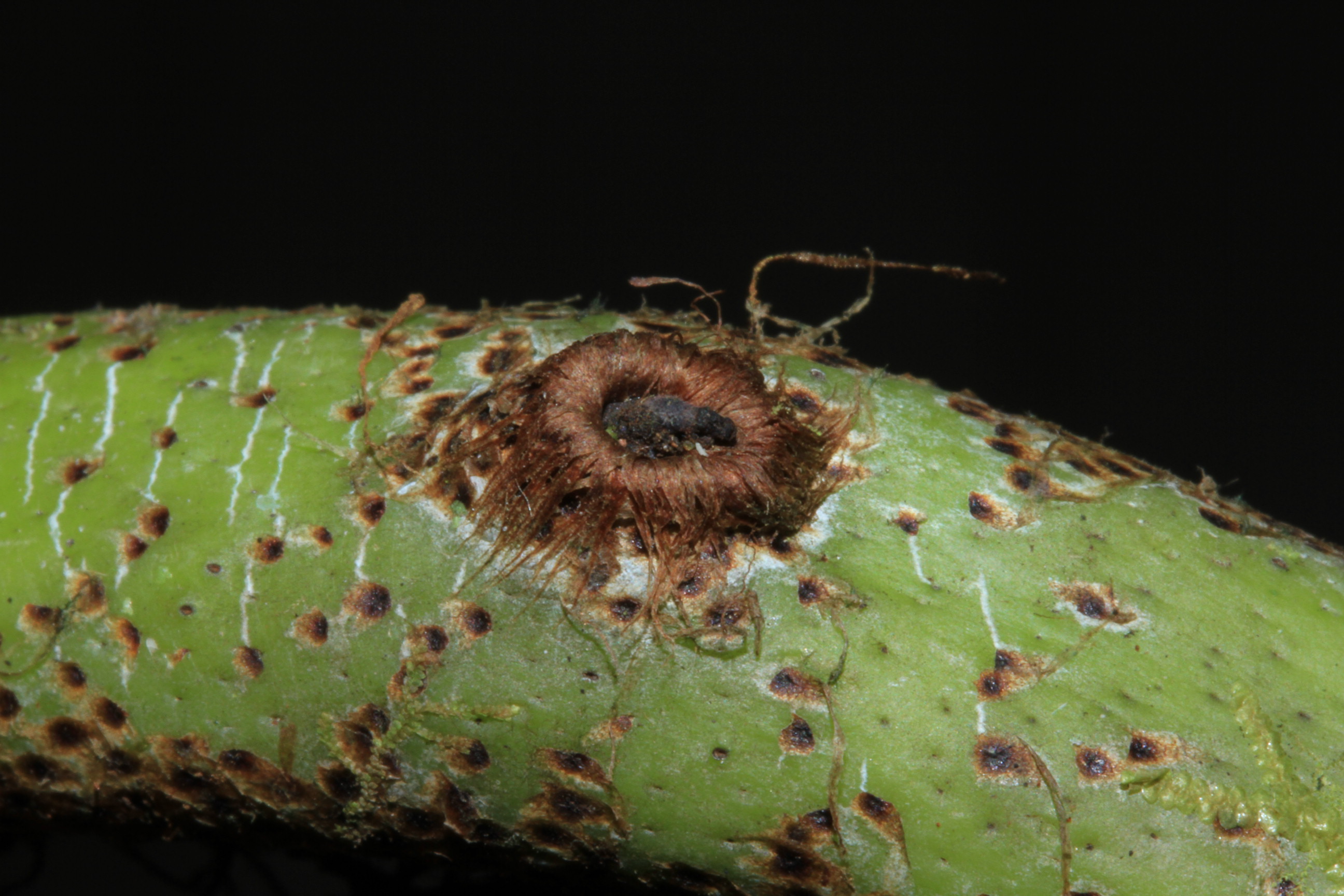 Living Photo: Aglaomorpha parkinsonii (Baker) Parris & M.C. Living Photo: Aglaomorpha parkinsonii (Baker) Parris & M.C.